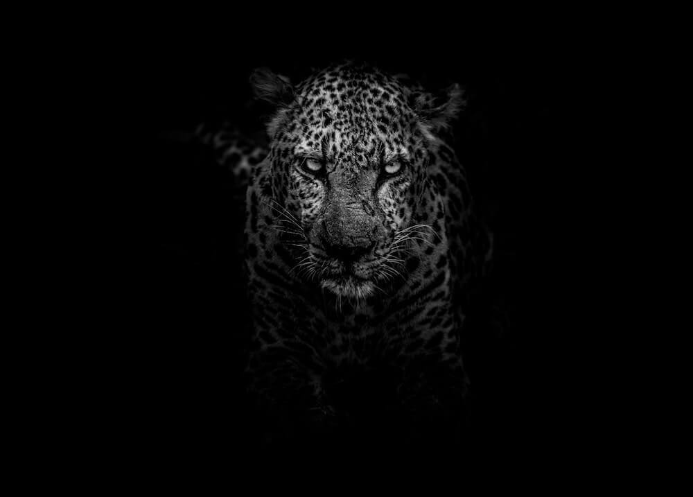 jaguars-betting