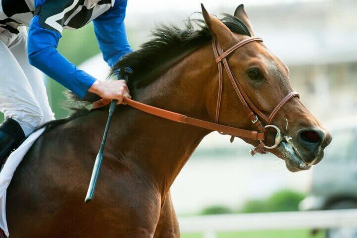 Horse and Tamara