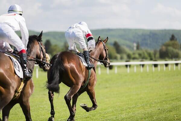 horses in jockey